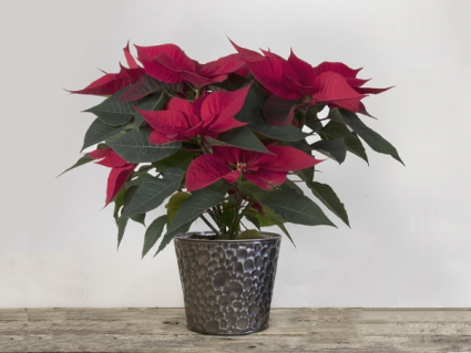 Moon Design Fresh Poinsettia
