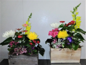 MORE PLANTERS   SAME DAY DELIVERY
