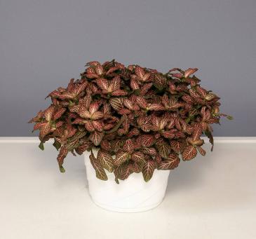 Mosaic - Pink Veined Plant