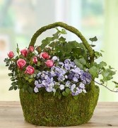 Moss Basket mixed blooming and green plants