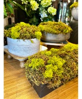 Moss Bowls 