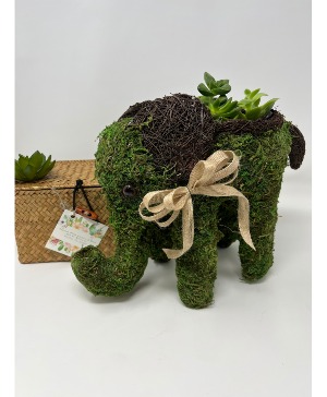 Moss Elephant with Succulents 