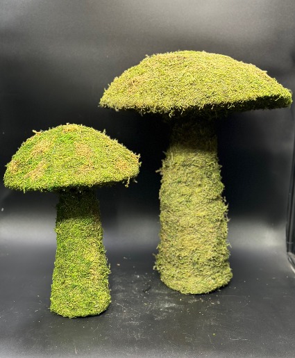 Moss Mushroom Plant