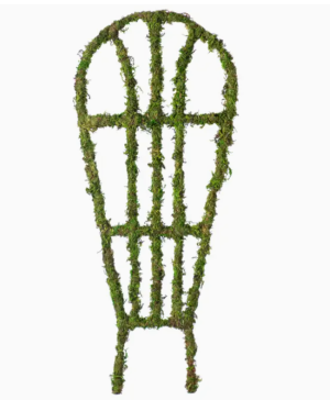 Moss Trellis Plant