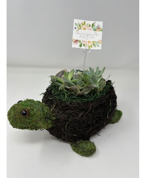 Moss Turtle with succulents 