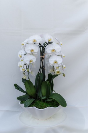 Moth Orchid  arrangement 