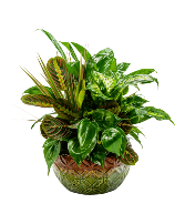 Mother Earth Dish Garden Arrangement