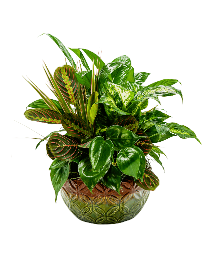 Mother Earth Dish Garden Arrangement