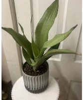 Mother in Law Tongue plant