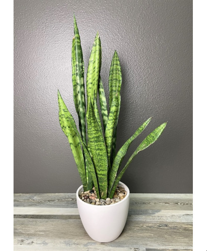 MOTHER-IN-LAW'S TONGUE - Sansevieria plant Plant