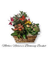 Mother Natures Blooming Basket  Planter basket 