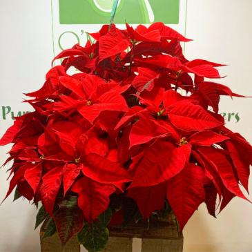 Mother of all Poinsettias  2 feet tall and a foot and a half wide, and oodles of blooms, this hanging poinsettia is a show stopper 