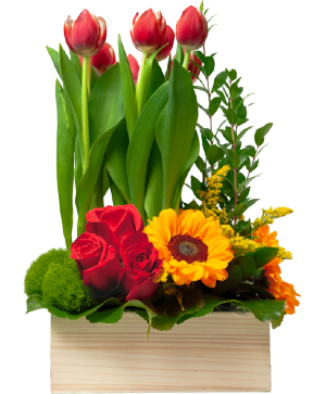 Tulips Lady Garden Holiday Arrangement