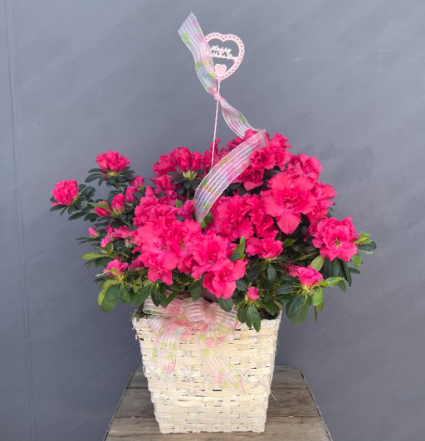Mother's 8 Inch Azalea In Basket