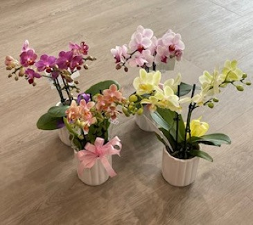 Mother's Day 2023 Orchid Plants in pot in Red Lake, ON | FOREVER GREEN GIFT BOUTIQUE
