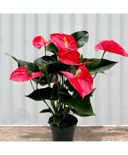 Mother's Day Anthurium plant Plant in 6