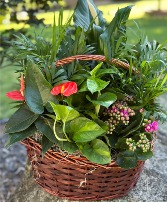 Mother's Day Basket Dbl Bloom Basket