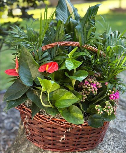 Mother's Day Basket Dbl Bloom Basket