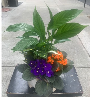 Mother's Day Blooming Garden Plant