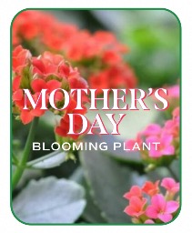 Mother's Day Blooming Plant Flower Arrangement