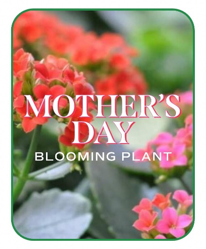 Mother's Day Blooming Plant Flower Arrangement
