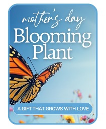 Mother's Day Blooming Plant Flower Arrangement