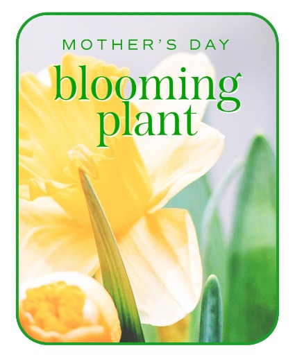 Mother's Day Blooming Plant Plants