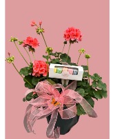 Mother's Day Combo  Premium Geranium with  Gourmet Macaroons from The Noble Cakery