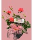 Mother's Day Combo  Premium Geranium with  Gourmet Macaroons from The Noble Cakery
