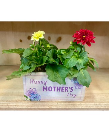 Mother's Day Dahlietta Planter in Warren, PA | VIRG-ANN FLOWER SHOP LLC. Mother's Day Dahlietta Planter in Warren, PA | VIRG-ANN FLOWER SHOP LLC.