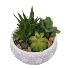  Elegant Dish Garden Plants