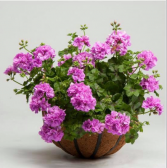 Geranium Basket Outdoor hanging baskets