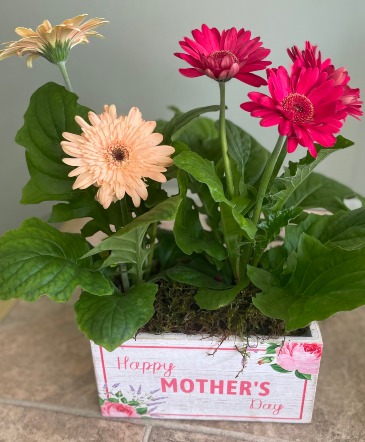 Mother's Day Gerbs  Gerbera Daisy Planter  in Warren, PA | VIRG-ANN FLOWER SHOP LLC.