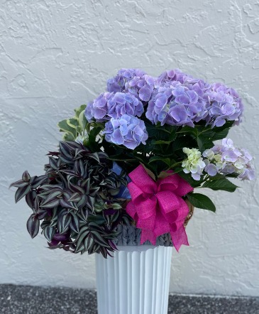 Mother's Day Hydrangea Garden Plant Assortment  in Sun City Center, FL | SUN CITY CENTER FLOWERS AND GIFTS