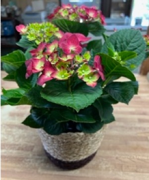 Mothers Day Hydrangea Plant