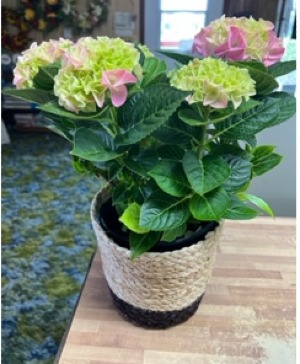 Mothers Day Hydrangea Plant