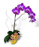 Violet or White Orchid Plant 