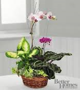 Designer Choice  Orchid Plant Special 