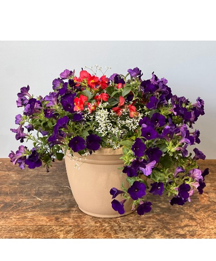 Lucious Patio Planters