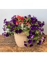 Mother's Day Patio Plants Lucious Patio Planters