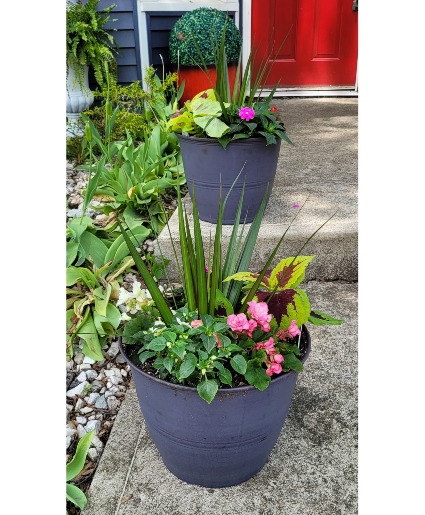  Patio Pots for summer Live Plants