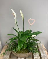 Mother’s Day Peace Lily  