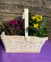 Mothers Day Plant Basket Live Plant