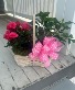 Mother's Day Plant Basket plants