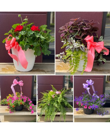 Mother's Day Plants  in Hellertown, PA | PONDELEK'S FLORIST
