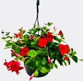 Mother’s Day Red Mandevilla Hanging Basket