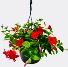 Mother’s Day Red Mandevilla Hanging Basket