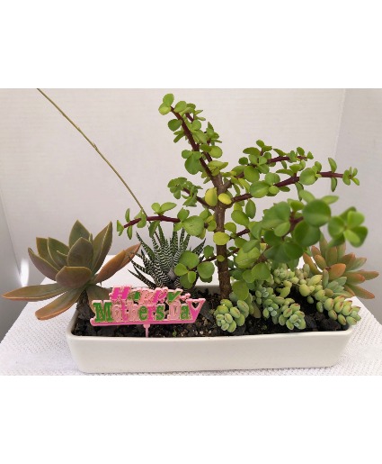 Mother's Day Special 11x3.25x2.25 Ceramic Succulent Dish Garden