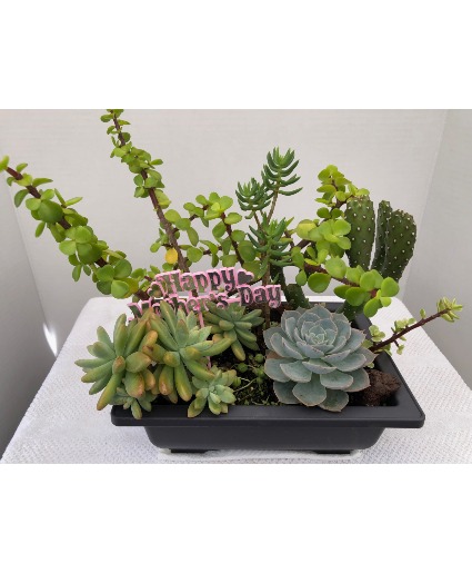 Mother's Day Special 9x6.5x3 Assorted Succulents Dish Gardens