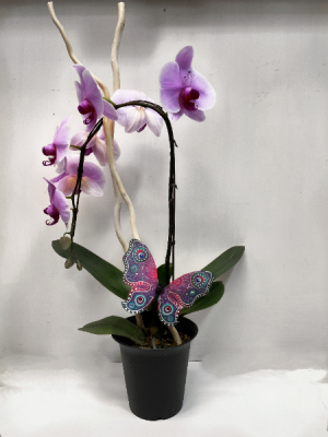 Mother's Day special Phalaenopsis Orchid Plant